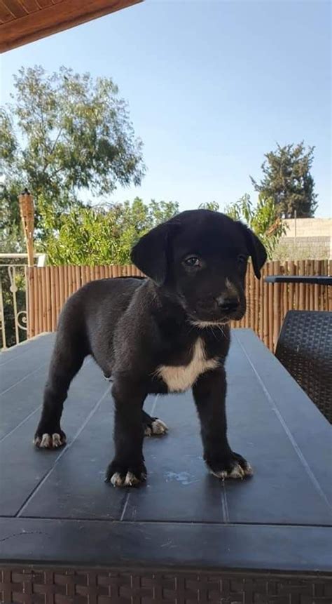 Additionally, many community groups on social media platforms like Facebook exist solely for the purpose of connecting pet owners who need to rehome their pets with responsible individuals seeking new companions. . Giving away puppies near me